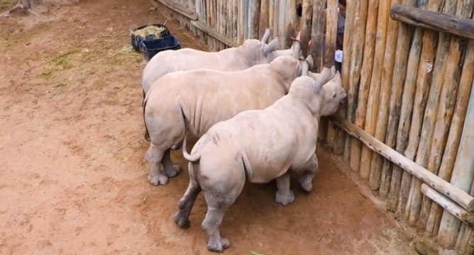 Trois bébés rhinocéros orphelins pleurent pour avoir du lait