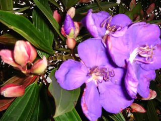 Những Đồi Hoa Sim Như Quỳnh - YouTube