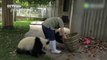 Elle rencontre de grandes difficultés pour nettoyer un enclos de bébés pandas