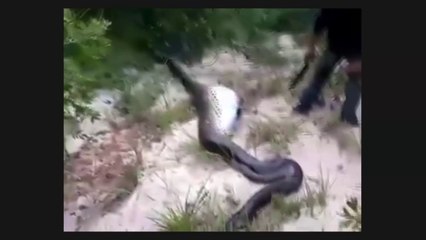 Gigantic Anaconda Found Dead, What Was Seen In Its Stomach Will Definitely Shock You!