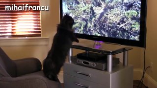 Funny Cats - A Funny Cat Videos Compilation 2015 -