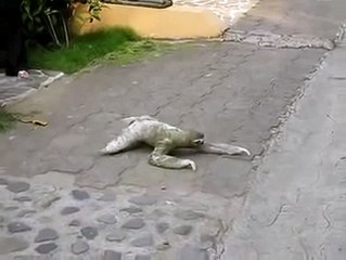 مخلوق غريب ! سبحان الله