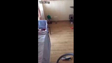 Ce chat squatte le faux plafond... Vas-y pour le retrouver