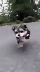 Michael Bay presents- A cute puppy