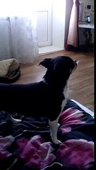 Хозяйка, возьми трубку!