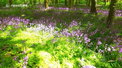Stunning drone flight through a bluebell-filled forest