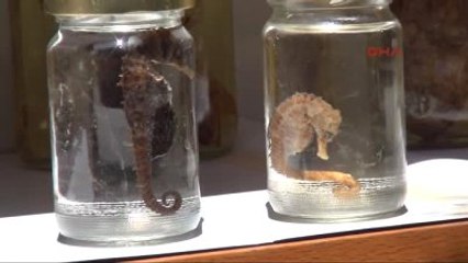 Tokat Biyoloji Öğretmeninden İlginç Hayvan Sergisi