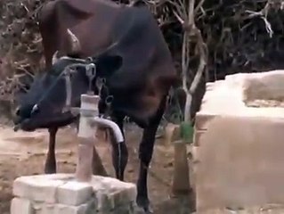 Buffalo is drinking water herself