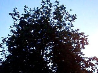 L'arbre de Simonis