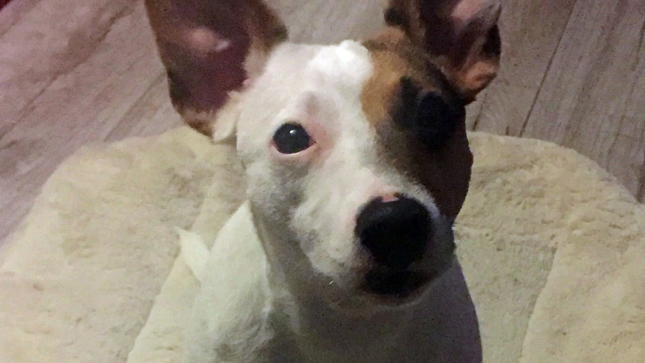Jack Russel