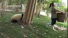 Cette jeune femme essaye de balayer les feuilles mortes de l'enclos, mais ces deux petits pandas lui pourrissent la vie