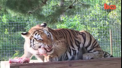 Big Cat Enthusiast Owns Six Tigers And Two Lions