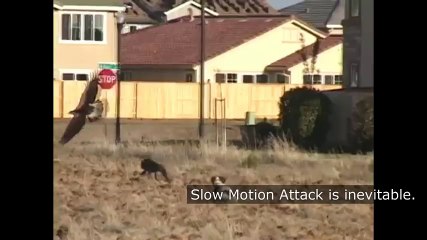 Most vicious Hawk and Eagle Attacks on Dogs