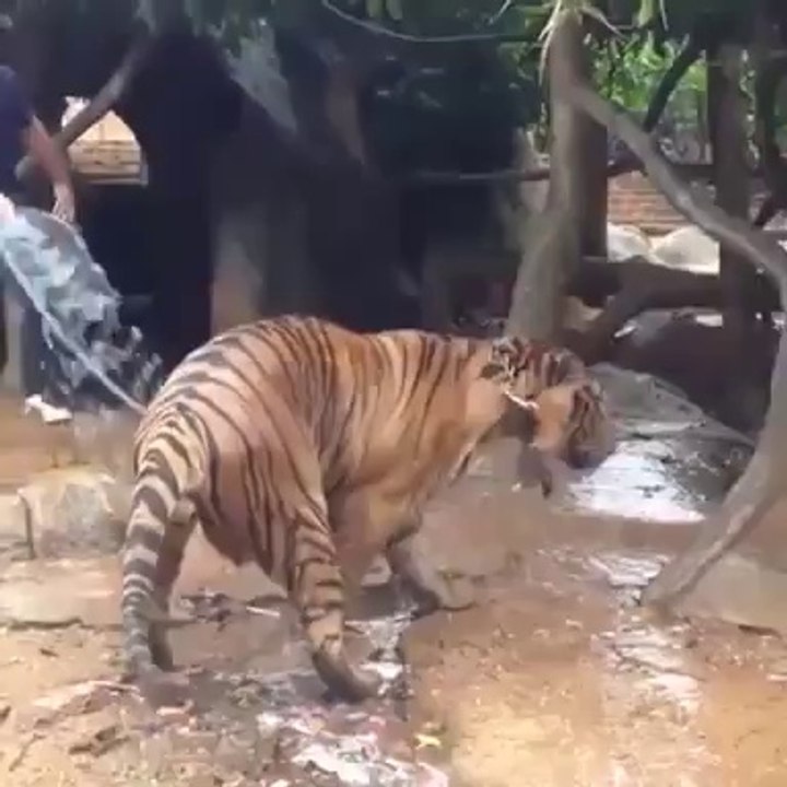 How to bath a Tiger
