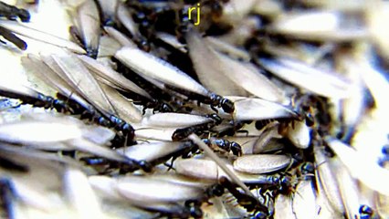 BIZARRE EERIE BUGS IN BILLIONS