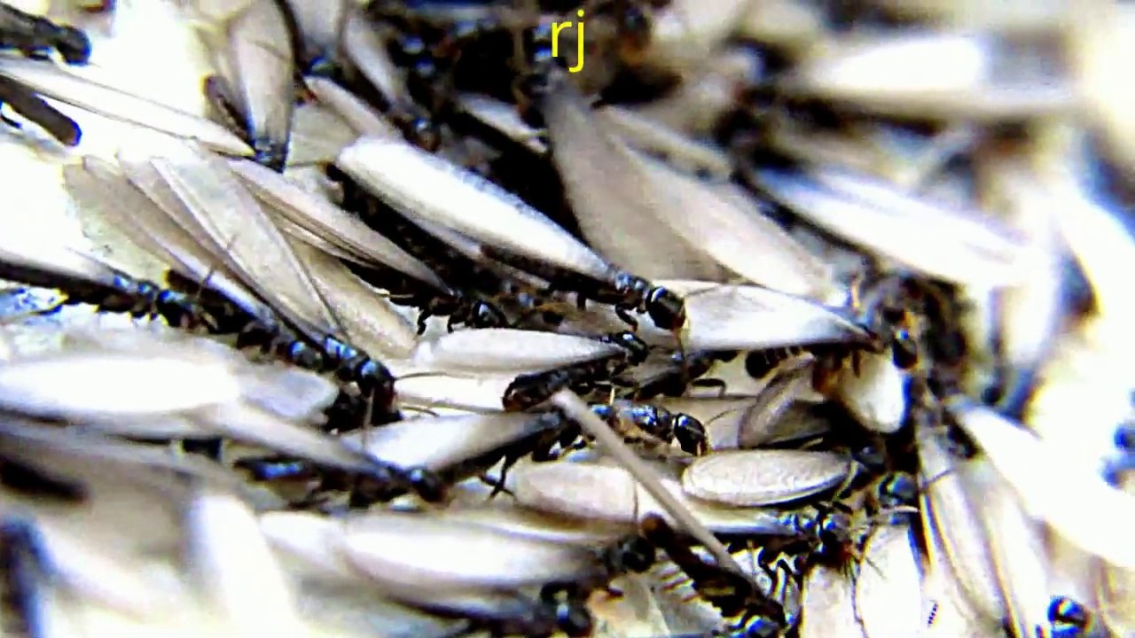 BIZARRE EERIE BUGS IN BILLIONS