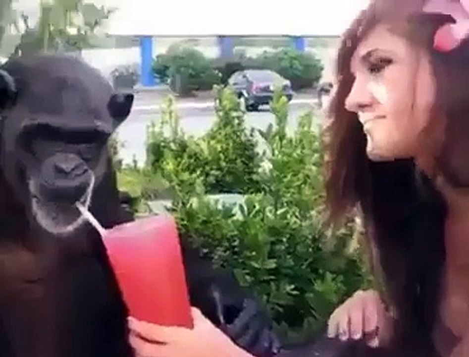 Flirting Monkey - video Dailymotion
