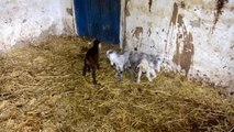 Malkara'da Keçi Beşiz Doğurdu