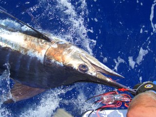 2015 Sea Horse Anglers Club Tournament