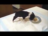 funny Puppy eating his food (cute animals)