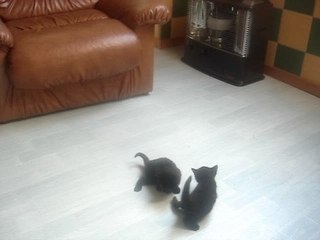 deux chatons s'amusent dans la maison