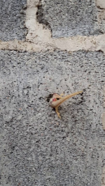 Lizard Stuck in Wall