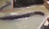 Biggest Anaconda ever- Incredible footage of 3 boaters who encounter a giant Anaconda in Brazil