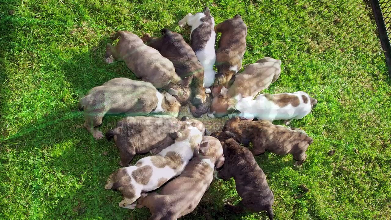 hingue dlmde & Ch Dios dlmde