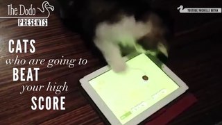 Cats Who Are Going To Beat Your High Score