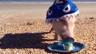 The most adorable shark attack you will ever see!