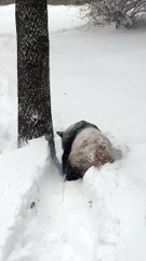 Tian Tian in the Snow Jan. 23, 2016
