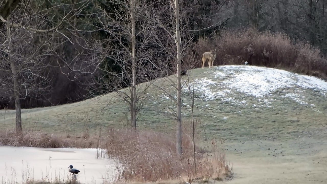 Coyote playing with a ball