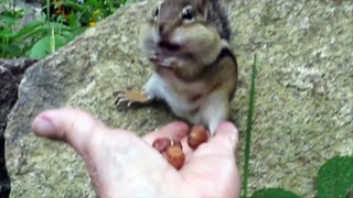 Chipmunk family rushes to gather nuts for the winter