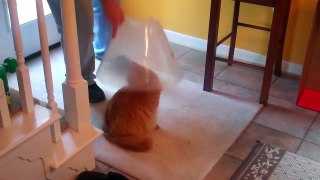 Cat Jumps in Cone