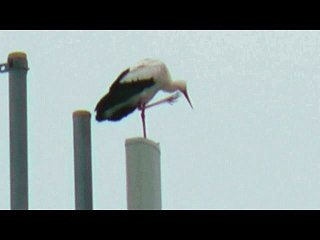 SAINT CYPRIEN: LES CIGOGNES FONT UNE HALTE AU VILLAGE