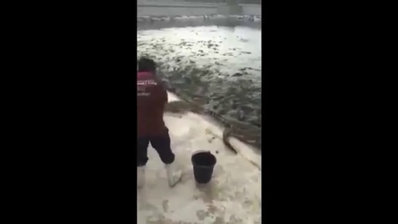 Crocodile Care takers(Must watch)