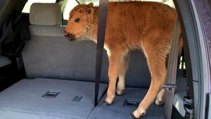 Yellowstone had to euthanize a baby bison after park visitors made a big mistake.