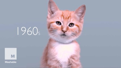 100 years of kitten beauty is the cutest tribute to cats worldwide
