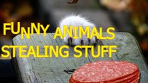 Funny animals stealing stuff - Cute animal compilation