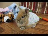 Bunny in Pajamas Is the Cutest Thing You'll See Today