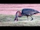 Hungry Heron Swallows Huge Catfish Whole