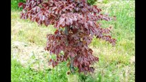 ... About Small Copper Beech Trees       Available Near  Fountainville Pa