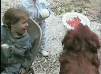 Clever Dogies Funny Videos