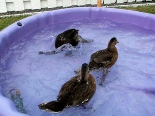 Un party de canards lol