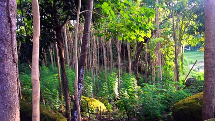 Nature Video : Rainforest - Natural Relaxing Music
