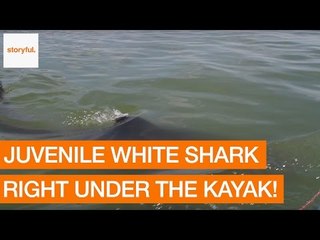 Descargar video: Juvenile Great White Shark Slips Under Kayak