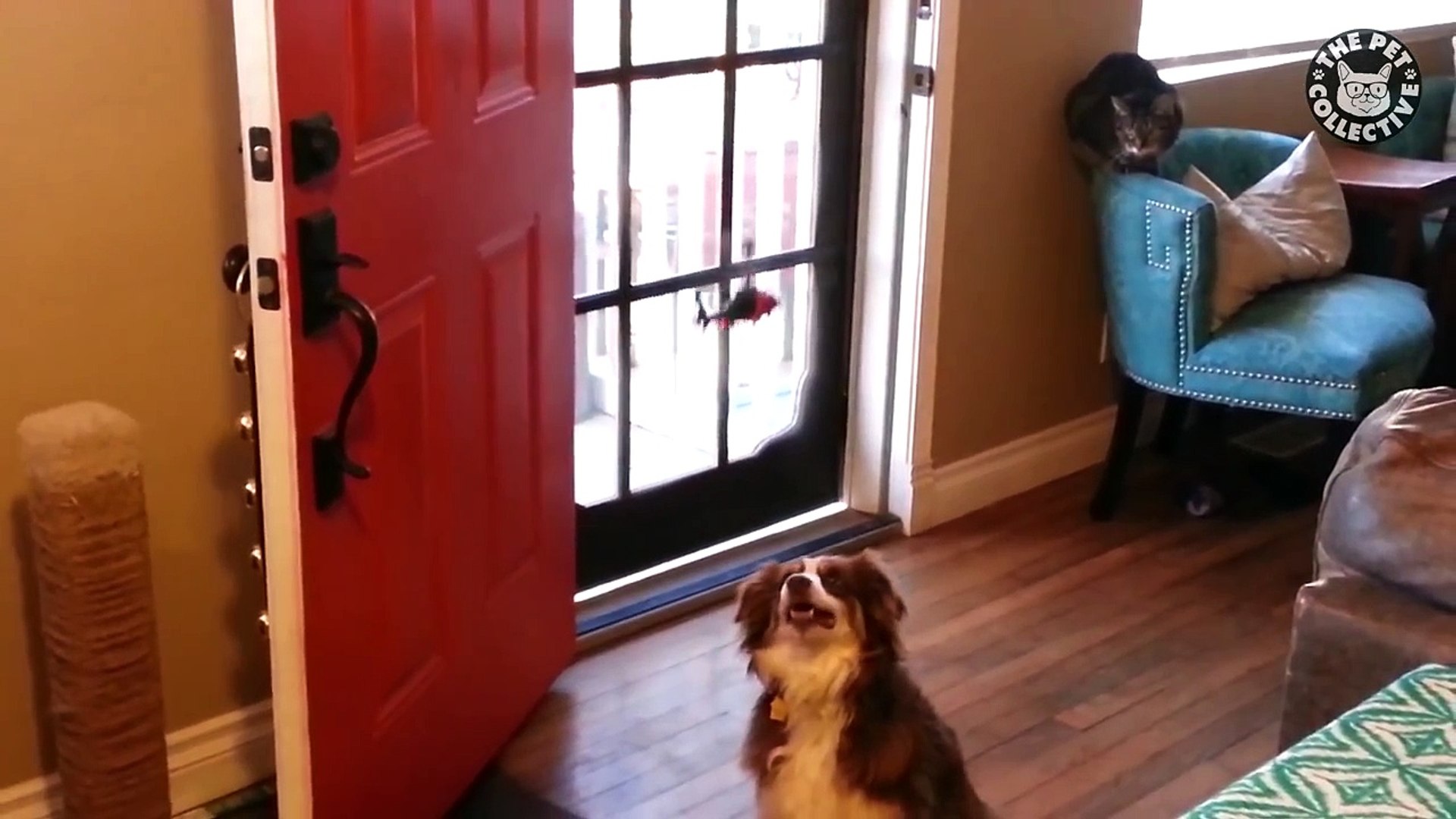 Tech-Challenged Pets || Pets vs Technology Funny Pet Compilation