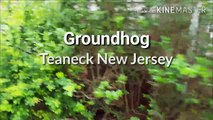Groundhog in Teaneck New Jersey ! New day pest control company in Bergen County New Jersey.