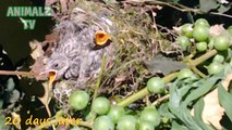 Birds Family In Our Garden - From Eggs to Grown Up Birds
