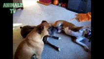 Funny Animals Playing Dead After Finger Shot - Adorable Pets Compilation